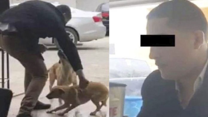 Para no enfrentar las consecuencias, hombre que apuñaló a perro se fue del país