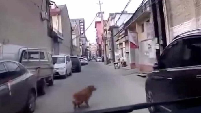 Perrito dirige a ambulancia al lugar donde su dueño se encontraba inconsciente