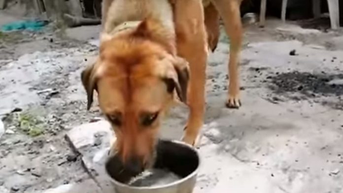 Padres dejaban que su hijo menor de edad abusara de su perrita