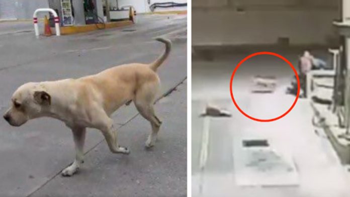 Video: Perrito callejero impide asalto en una gasolinera