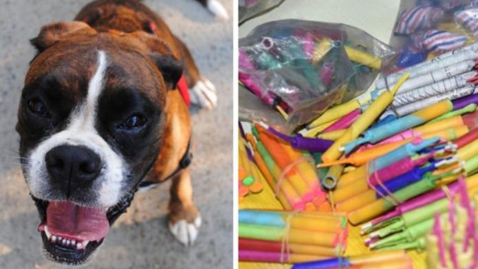 Colocaron pirotecnia en el hocico de un perro para que le explotara