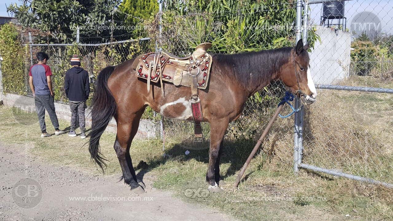 Menor de edad fue atropellado mientras montaba a caballo en Zamora