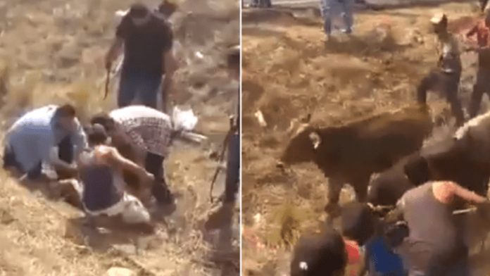 Camión con vacas se accidenta, personas aprovechan para robárselas y hasta las destazan en el lugar