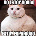 ¿Por qué el Día del Gato se celebra tres veces al año?