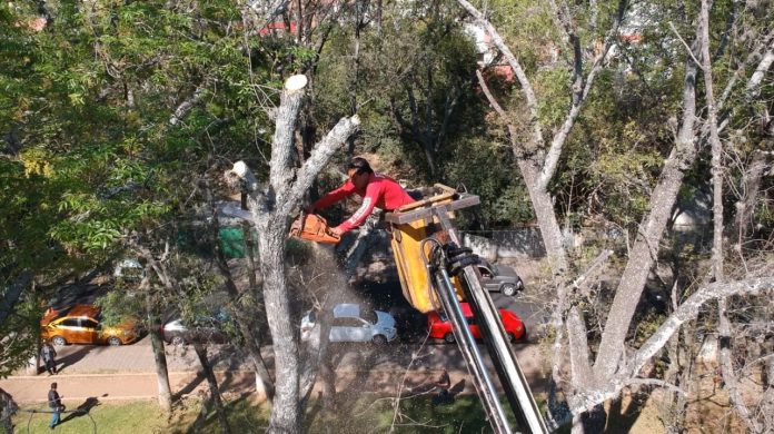 Casi 30 árboles muertos serán retirados del Bosque Cuauhtémoc