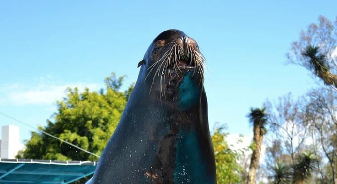 Zoológico de Morelia de luto tras muerte de “Lobby” el lobo marino”
