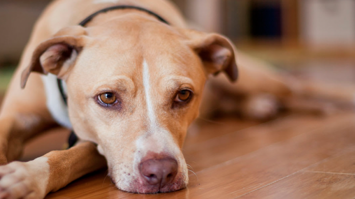 Rescatan a una perrita que era abusada sexualmente por un menor 