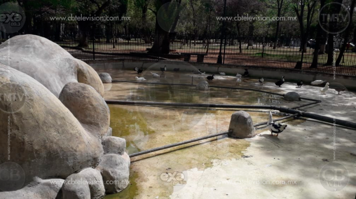 Sin agua y en abandono reportan 'fuente de los patos' en el Bosque Cuahutémoc