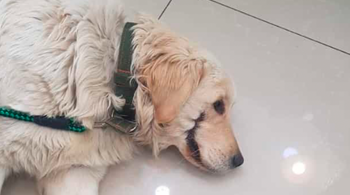 Mutilan a perrita para hacer que se parezca al ‘Joker’