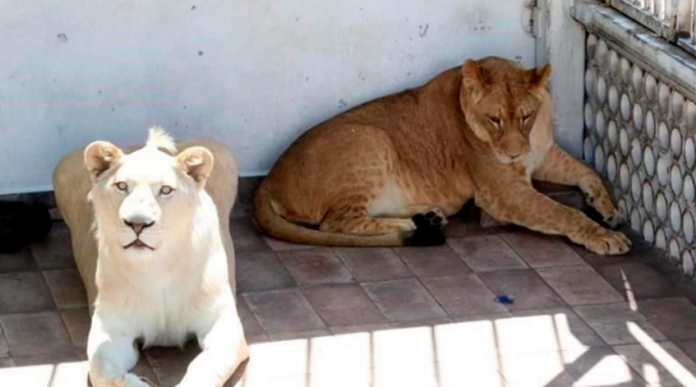 Rescatan a tres leones que vivían en una azotea en Iztacalco