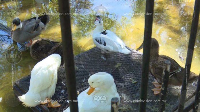 Denuncian ciudadanos falta de limpieza en “fuente de los patos”