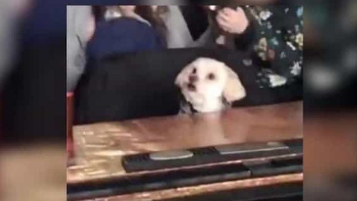 Causa ternura reacción de perrito al ver 101 dálmatas