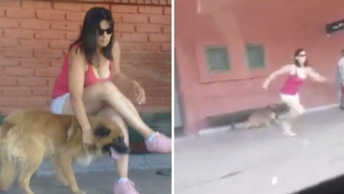 Se sube rápidamente al transporte para abandonar a su perro y la abuchean