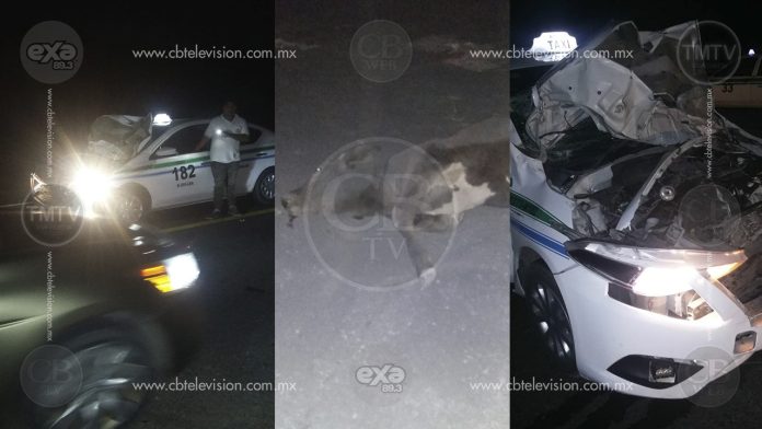 Taxi choca contra vaca en Apatzingán