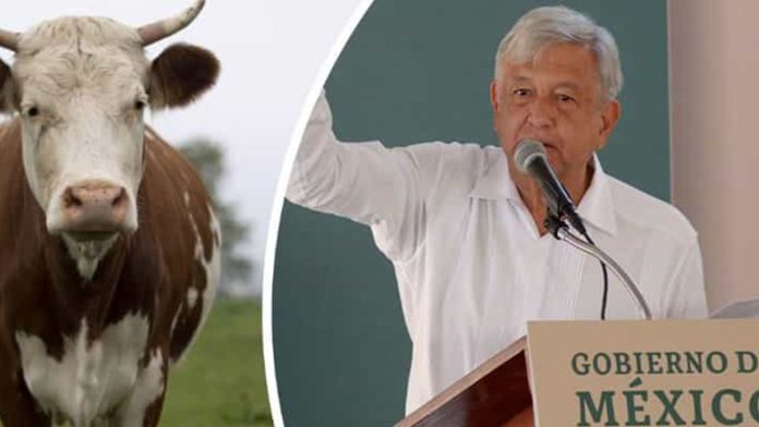 Gobierno de AMLO regalará vacas en diferentes estados, entre ellos Michoacán