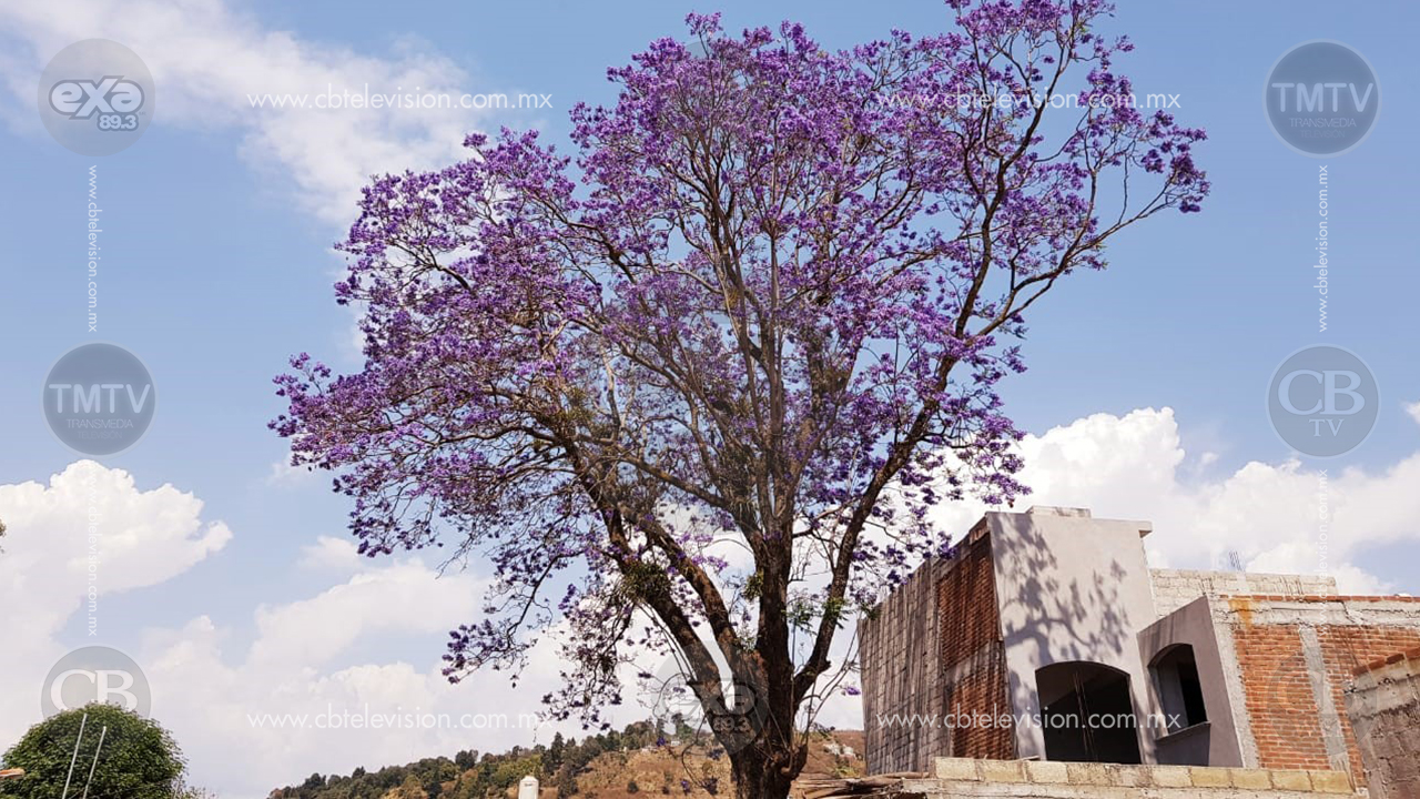 Marzo, temporada de jacarandas en Zitácuaro, se pinta la ciudad de morado