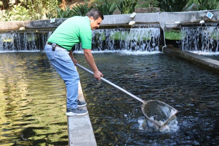 Parque Nacional, listo para cubrir demanda de trucha arcoíris en Cuaresma