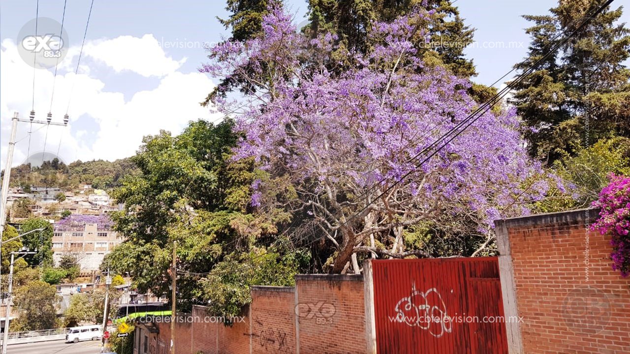 Marzo, temporada de jacarandas en Zitácuaro, se pinta la ciudad de morado