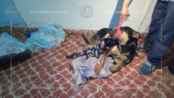 Confirman que fueron dos adolescentes los que torturaron y mataron a perrito en Ciudad Hidalgo