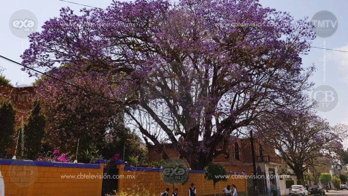 Marzo, temporada de jacarandas en Zitácuaro, se pinta la ciudad de morado