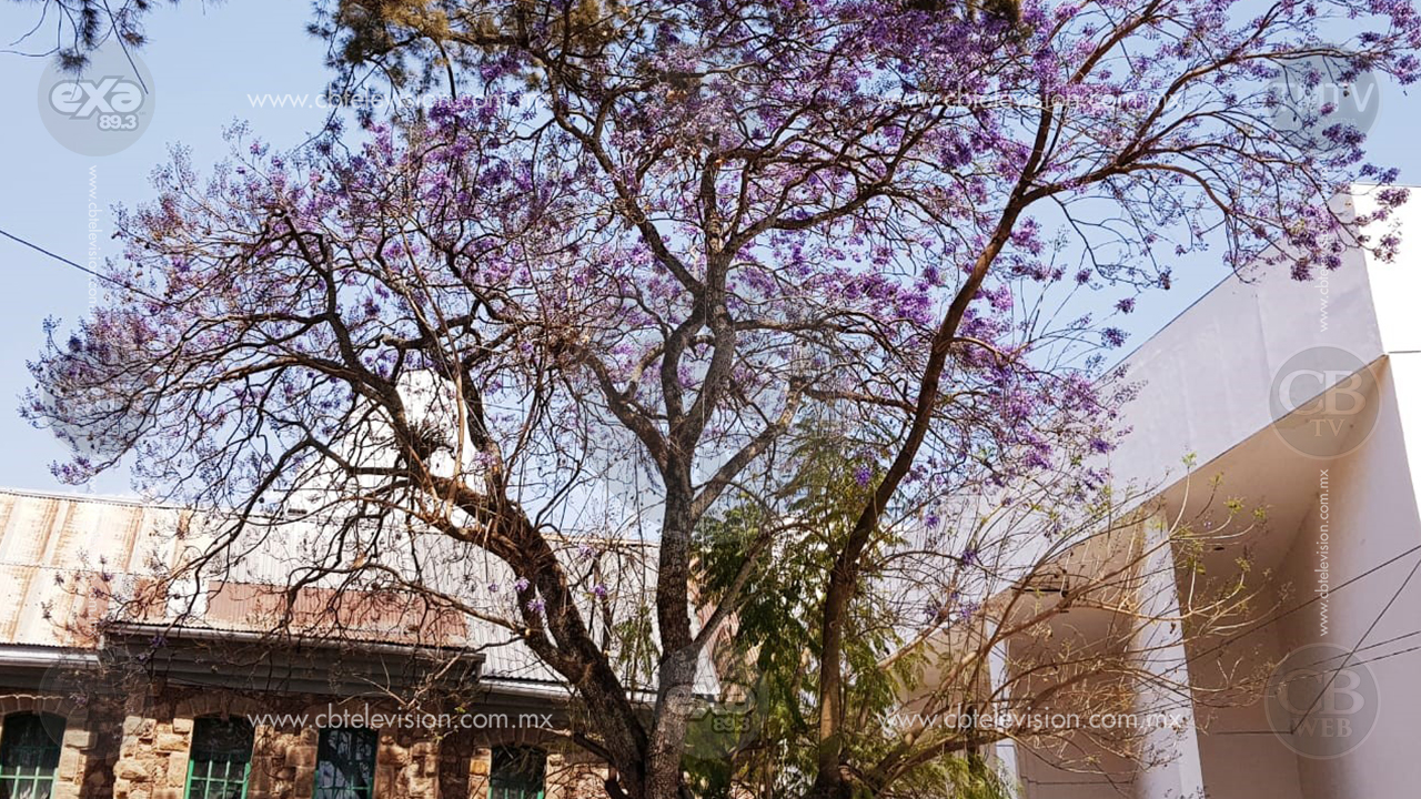 Marzo, temporada de jacarandas en Zitácuaro, se pinta la ciudad de morado