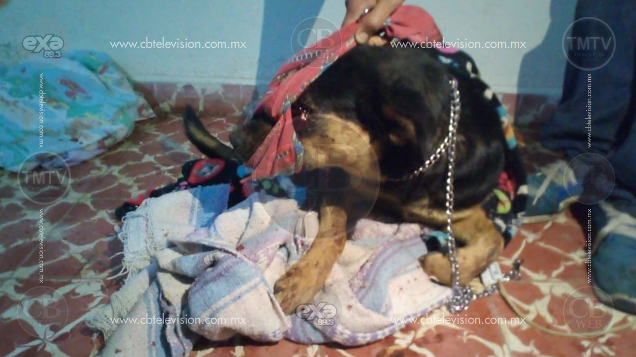 Confirman que fueron dos adolescentes los que torturaron y mataron a perrito en Ciudad Hidalgo
