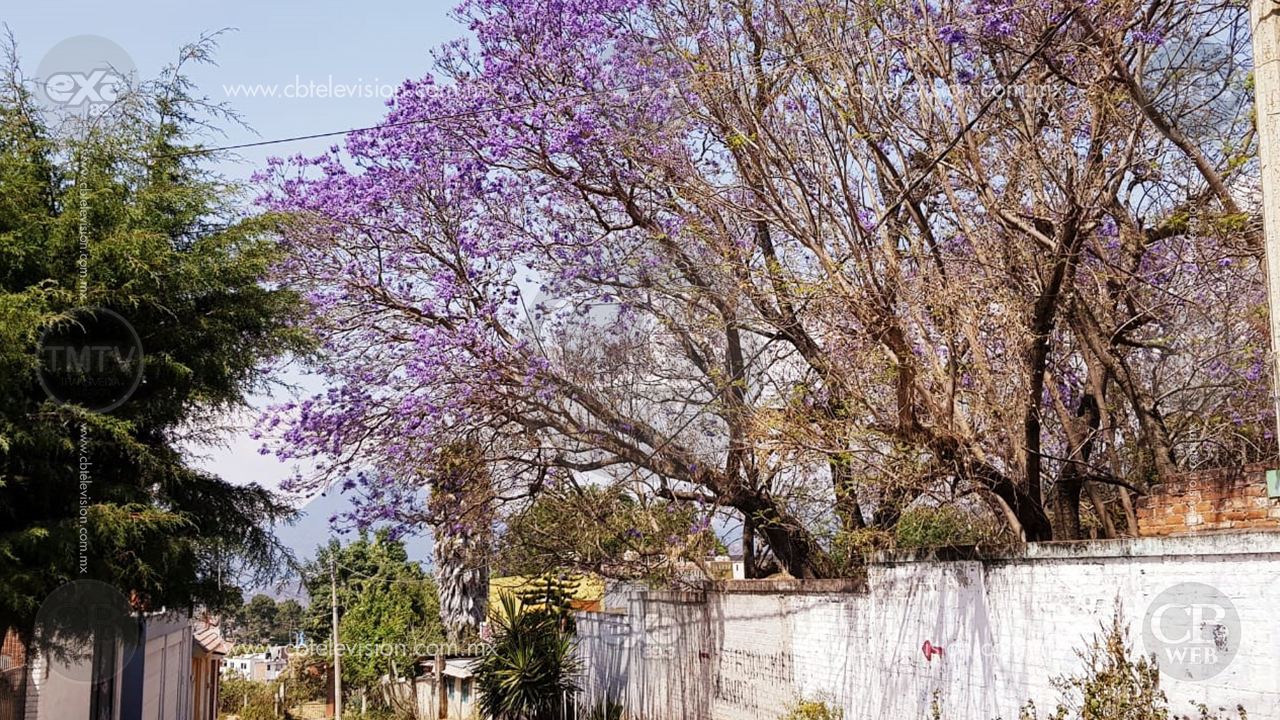Marzo, temporada de jacarandas en Zitácuaro, se pinta la ciudad de morado
