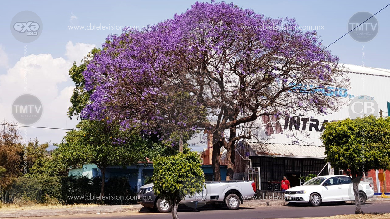 Marzo, temporada de jacarandas en Zitácuaro, se pinta la ciudad de morado