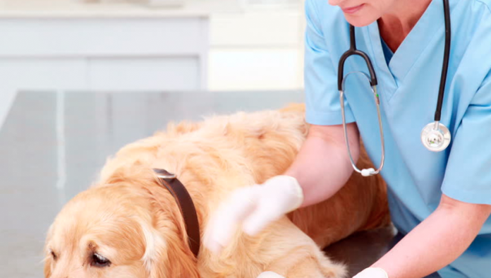 Inauguran el primer Consultorio Veterinario y Quirófano Público en Morelia
