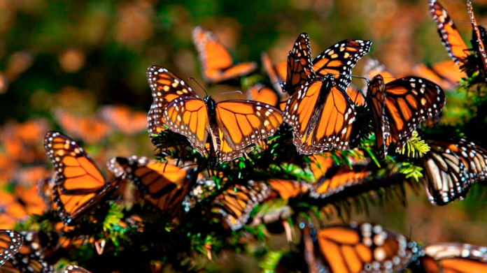 Zitácuaro: Sede del XXVII Festival de la Mariposa Monarca
