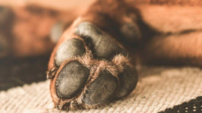 Zitácuaro: Hombre mata a un perro a golpes