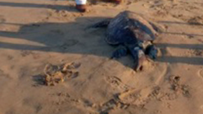 Localizan 101 tortugas muertas en playas de Guerrero 