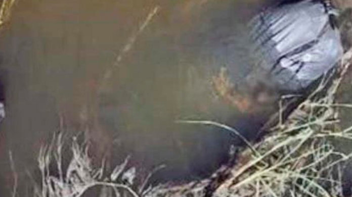 Hallan 19 bolsas con restos humanos en un canal de aguas negras  