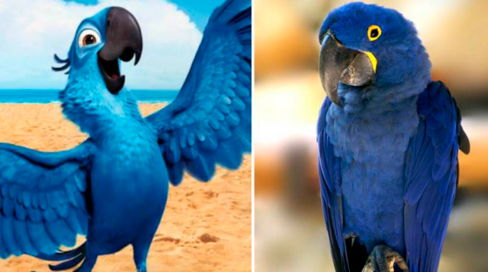 Nace un Guacamayo Azul, ave que se creía extinta