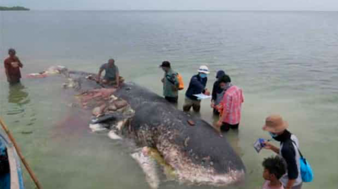 Encuentran ballena muerta con 40 kilos de plástico en el estómago