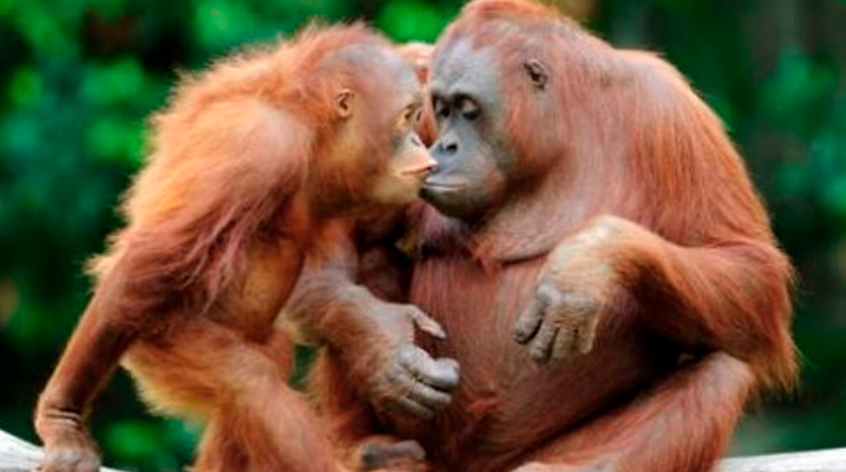 Orangután queda ciega tras recibir 74 disparos de balines Orangután queda ciega tras recibir 74 disparos de balines