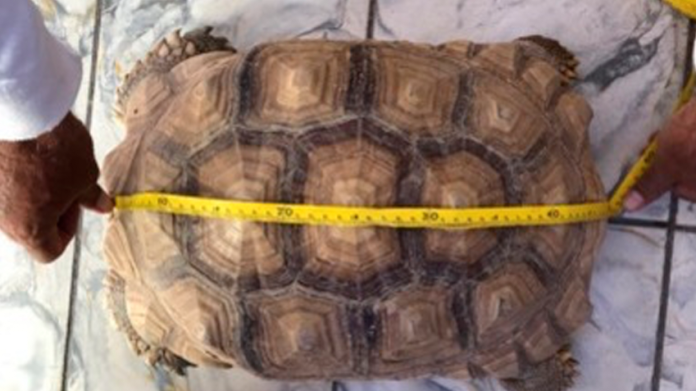 Aseguran 3 tortugas sulcatas en el Aeropuerto Internacional de La Paz