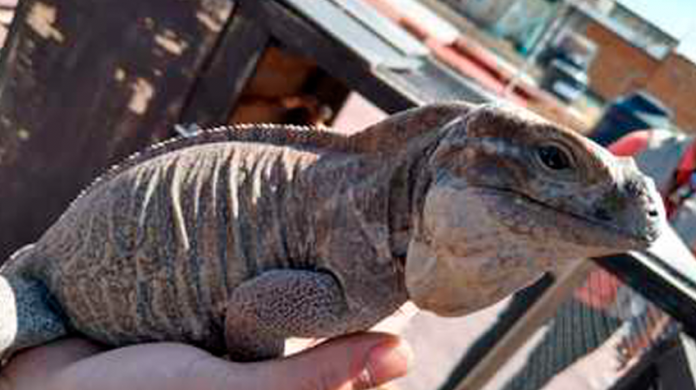 Profepa asegura dos iguanas rinoceronte