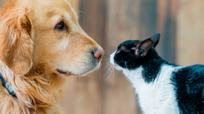 Se aplicarán más de 15 millones de vacunas gratuitas antirrábicas a perros y gatos en todo el país