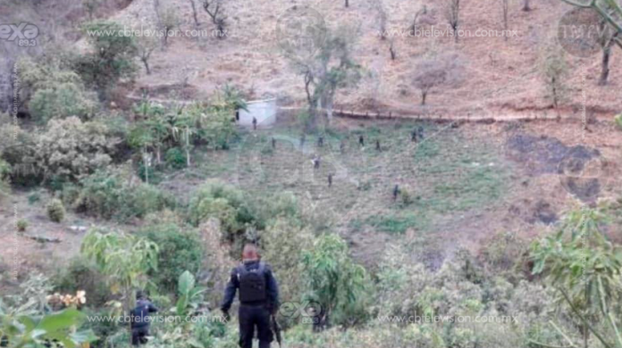 Policía Michoacán asegura plantíos de marihuana y amapola en Villa Madero