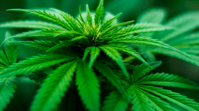 Se revocan lineamientos en materia de control sanitario de la cannabis y derivados de la misma