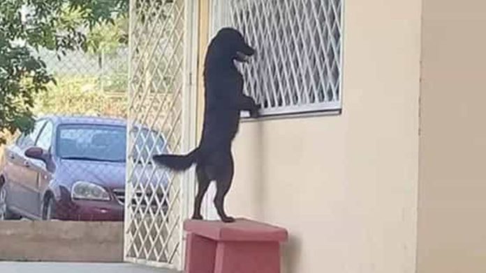 Perrito llegó hasta la escuela de su amo para verlo a través de la ventana