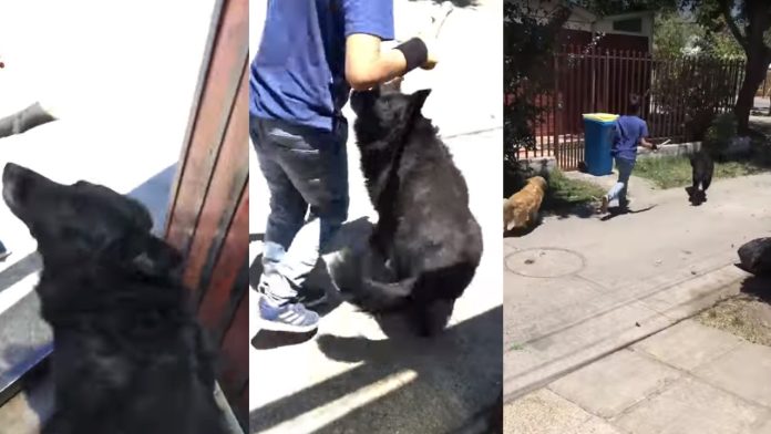 ¿Puede salir El Black? Niños piden permiso para que perrito salga a jugar