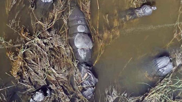Podrían encontrarse más bolsas con restos humanos en canal de Jalisco, van 19