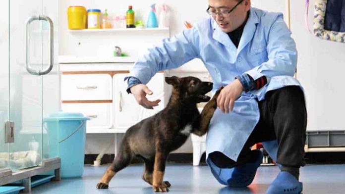 China clona a perrito policía y ya ha resuelto varios casos de asesinato