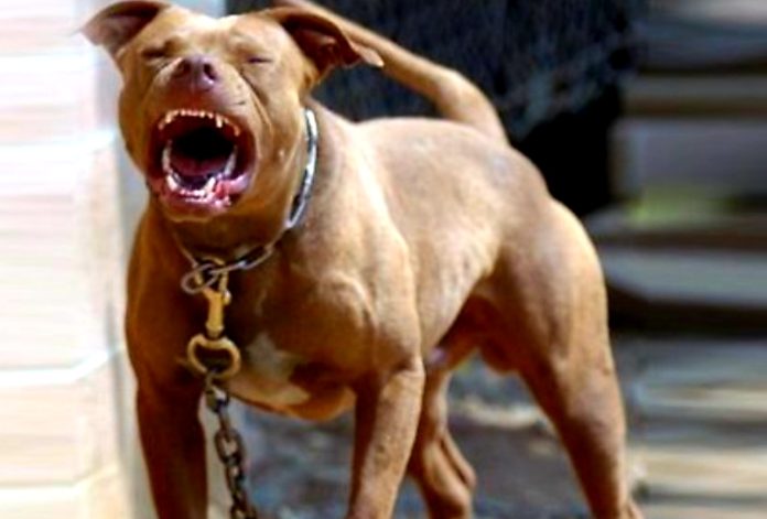Pitbull ataca a menor de 8 años en Zitácuaro