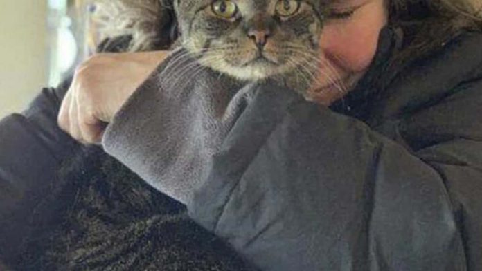 Gatito sale a dar un paseo y regresa cinco años después