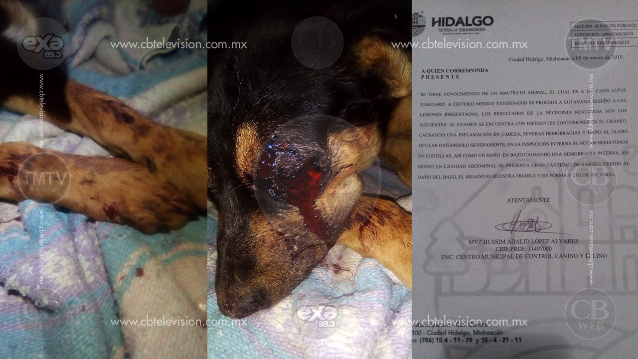 Confirman que fueron dos adolescentes los que torturaron y mataron a perrito en Ciudad Hidalgo
