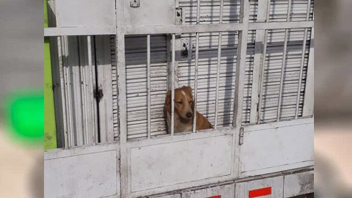 Así encierran a perrito para que cuide local de Pizzas
