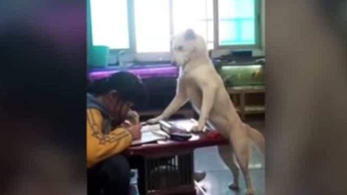 Padre entrena a un perro para impedir que su hija se distraiga con el teléfono